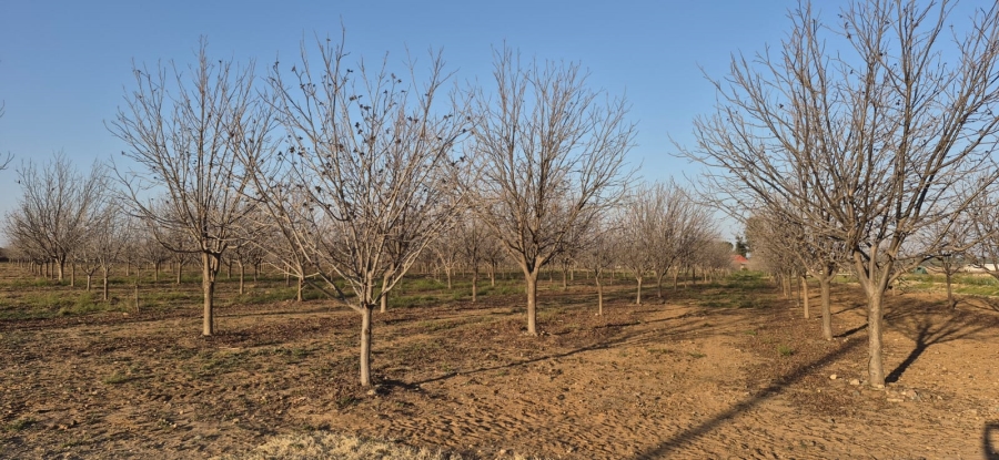 Commercial Property for Sale in Douglas Northern Cape